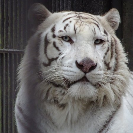 🦁 우쓰노미야 동물원 (우쓰노미야 도부쓰엔) 이미지 7